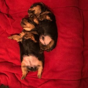 Meet your Posher, Barbara